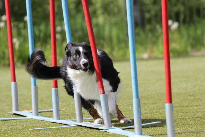 Hund som springer slalom 